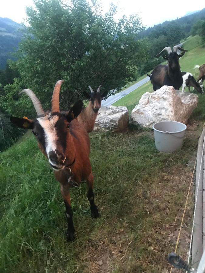 Apartmany Lend Kültér fotó